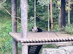 -中国大熊猫保护研究中心雅安碧峰峡基地