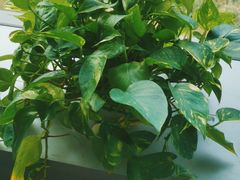 -美联英语(绿宝中心)