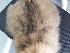 -爱洗澡的猫(望京店)