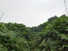 -南山植物园