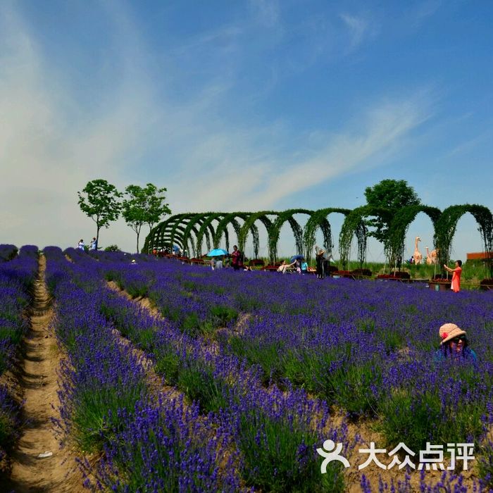 莫斯利安香草园