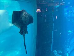 -乐从天佑城海洋馆