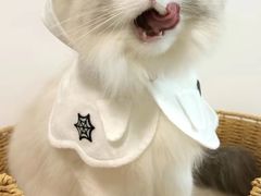 -博特宠物医院24h犬猫全科.骨科·异宠