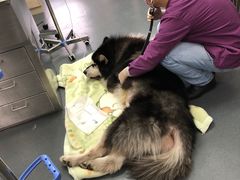 -爱侣宠医·鹦鹉专科·小型哺乳类·异宠专科(灵石路店)