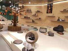 -飞行喵MR PILOT|猫舍·猫咖(静安大融城店)