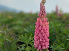 -径山花海