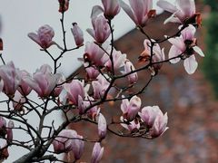 -陆家嘴中心绿地