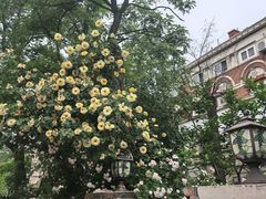 -天津五大道文化旅游区