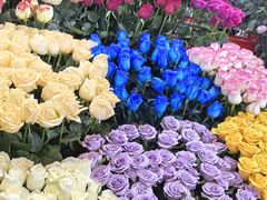 -越秀西湖花市(广州城市广场花卉店)
