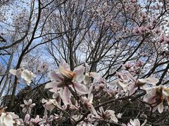 -上海共青森林公园