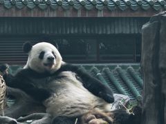 -广州动物园