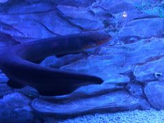 -芜湖新华联大白鲸海洋公园