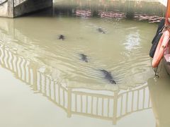 -中国扬子鳄村