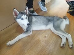 -Husky Go! 哈士奇体验馆·宠物咖啡厅狗咖