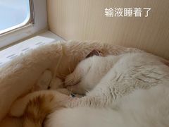 -柏萃动物医院·骨科·牙科