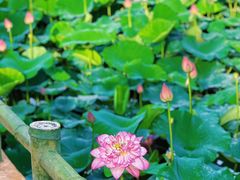 -广州莲花山旅游区