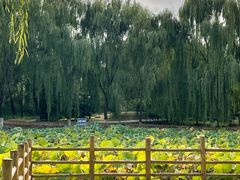 -东升八家郊野公园