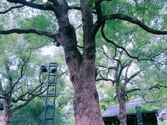 -惠山古镇·寄畅园