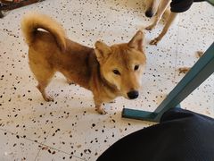 -喜柴咖啡·柴犬狗咖