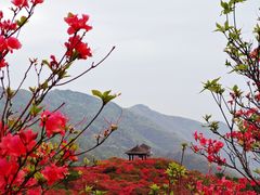 -大围山国家森林公园