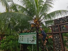 -万兴启丰椰子文化园餐厅