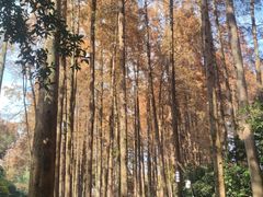 -九曜山