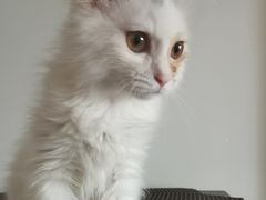-萌兽医馆·犬猫专科·眼科中心·宠物医院(朝阳门分院)