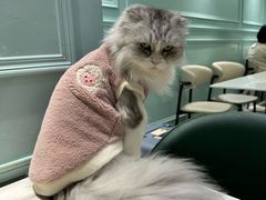 -安格丽娜·狗咖·猫咖羊驼咖(春熙路百盛商场店)