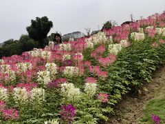 -径山花海
