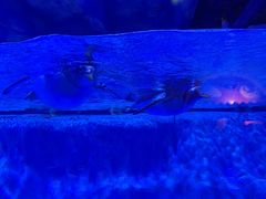 -芜湖新华联大白鲸海洋公园