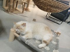 -Heymao猫咖.咖啡厅(东门店)