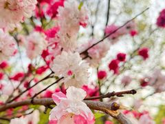 -蜀冈西峰生态公园