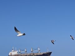 -众想海鲜·烧烤·海肠捞饭·渔家菜(孙家疃店)