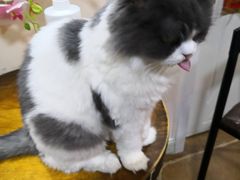 -李小姐の猫咖啡馆(五角场店)