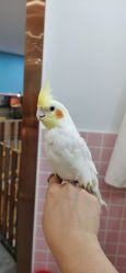 -Moni星球萌宠·小马宝莉·灵蛇·高端高阶全萌宠互动体验俱乐部(红豆国际广场店)