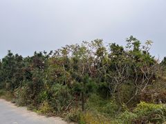 -日照海滨国家森林公园