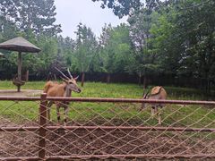 -大连森林动物园