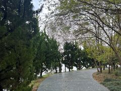 -日照海滨国家森林公园