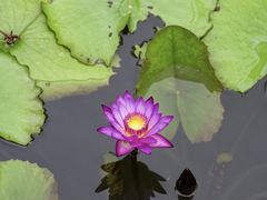 -厦门园林博览苑