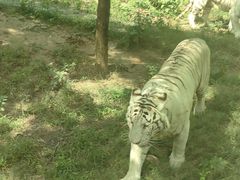 -五龙山野生动物王国