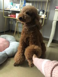 -첫번째 初见美学中心