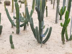-东莞植物园