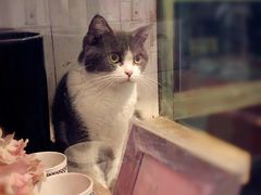 -猫咪博物馆(顶澳仔猫街店)