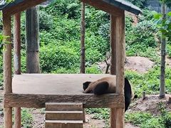 -中国大熊猫保护研究中心雅安碧峰峡基地