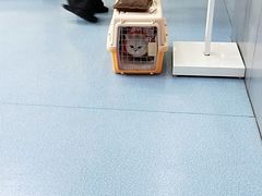 -伟伟宠物医院·CT影像中心·瑞派犬猫综合性门诊(汉口总院)