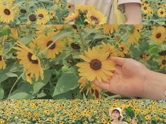 -二沙岛艺术公园