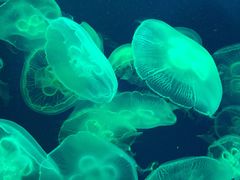 -成都浩海立方海洋公园