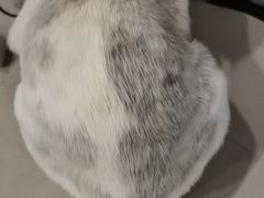 -艾贝尔宠物医院·24H转诊中心·肿瘤猫专科(江宁双龙店)
