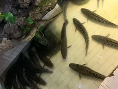 -风情丽江斑鱼火锅(孙家沟西南路80号店)