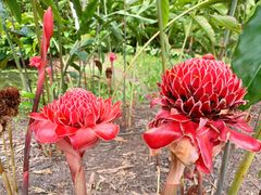 -中国科学院西双版纳热带植物园